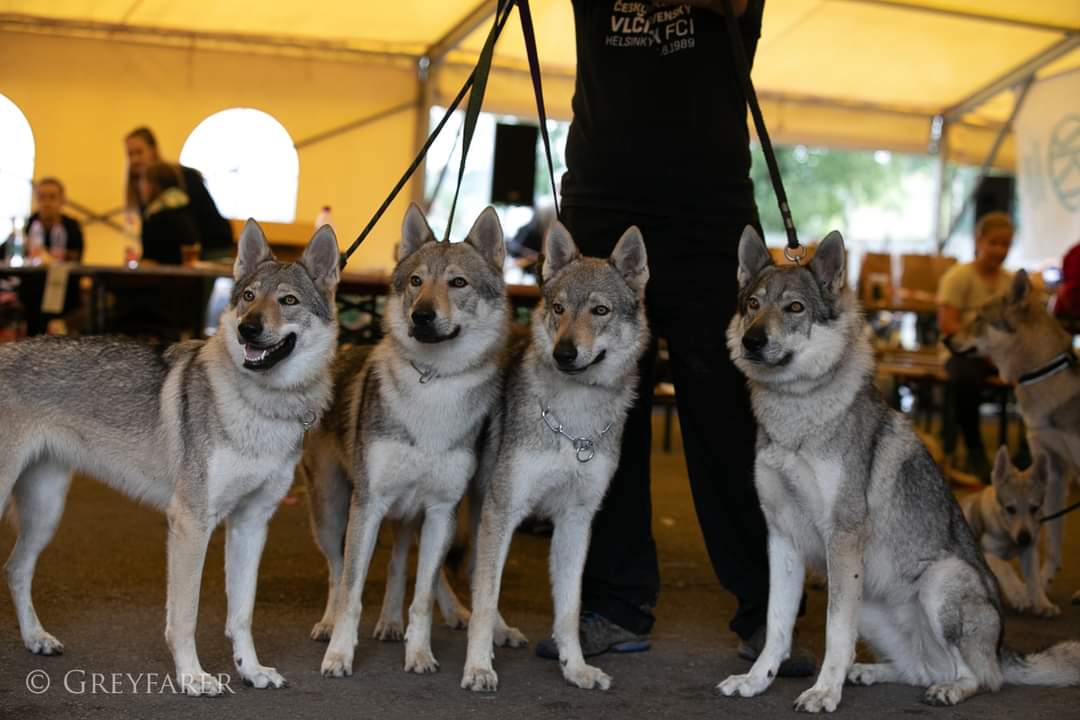 Angie Anubis Arsen Nelly